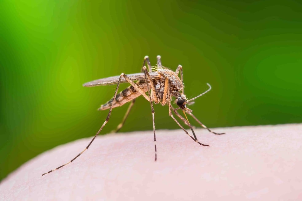 dengue2 - Pragas e Eventos