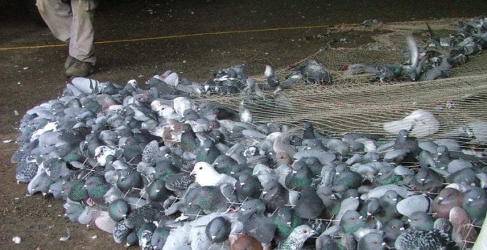 pombos sao gaseados ate a morte pelo governo de barcelona - Pragas e Eventos
