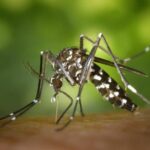 aedes aegypti transmissor de dengue chikungunya e zika - Pragas e Eventos