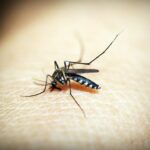 capa sade promove encontro de prefeitos para combater mosquito da dengue 38242 - Pragas e Eventos