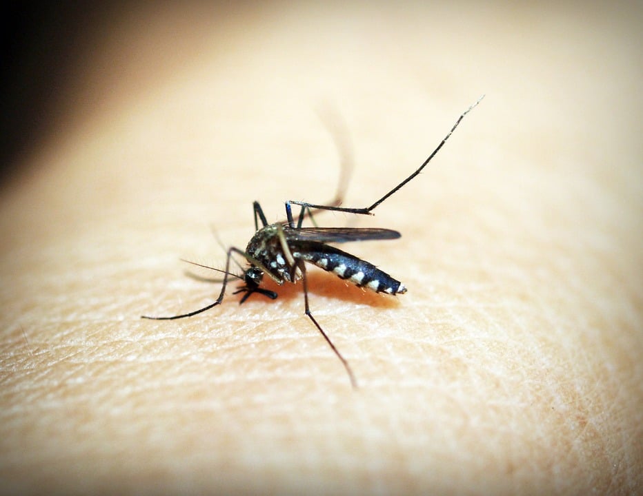 capa sade promove encontro de prefeitos para combater mosquito da dengue 38242 - Pragas e Eventos