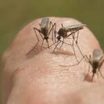 bda malaria - Pragas e Eventos