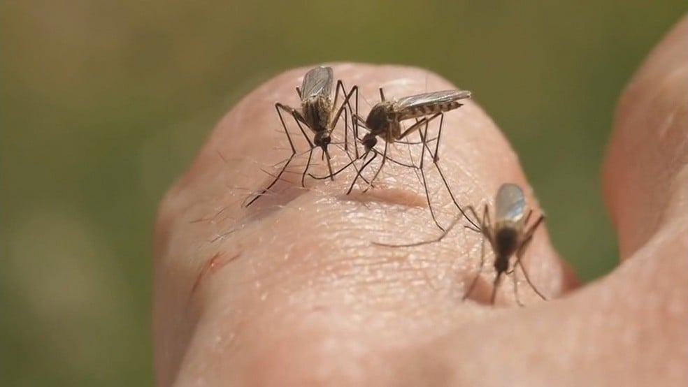 bda malaria - Pragas e Eventos