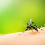 Dengue - Pragas e Eventos