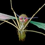malaria mosquito science photo library - Pragas e Eventos