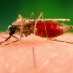 photograph shows an anopheles minimus a malaria vector of the orient mosquito from a lateral perspective 5320620 scaled 1 - Pragas e Eventos