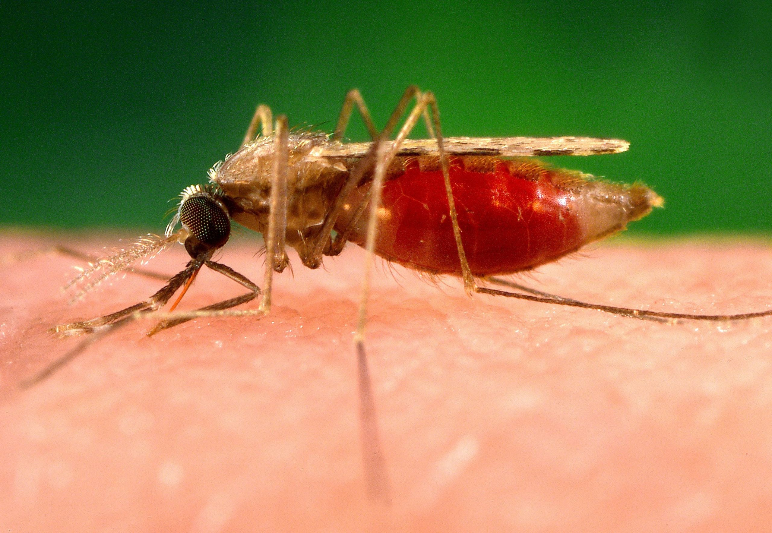 photograph shows an anopheles minimus a malaria vector of the orient mosquito from a lateral perspective 5320620 scaled 1 - Pragas e Eventos