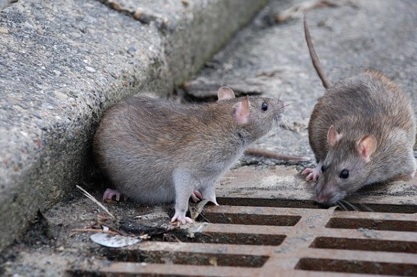 Rato do tamanho de gato assusta moradores do Norte do Paraná