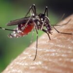 aedes aegypti femea e a transmissora da febre amarela - Pragas e Eventos