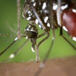 mosquito aedes aegypti femea e a transmissora da dengue e febre amarela - Pragas e Eventos