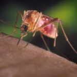 malaria mosquito by reuters - Pragas e Eventos