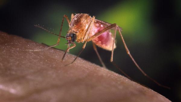 malaria mosquito by reuters - Pragas e Eventos