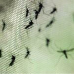 mosquito - Pragas e Eventos