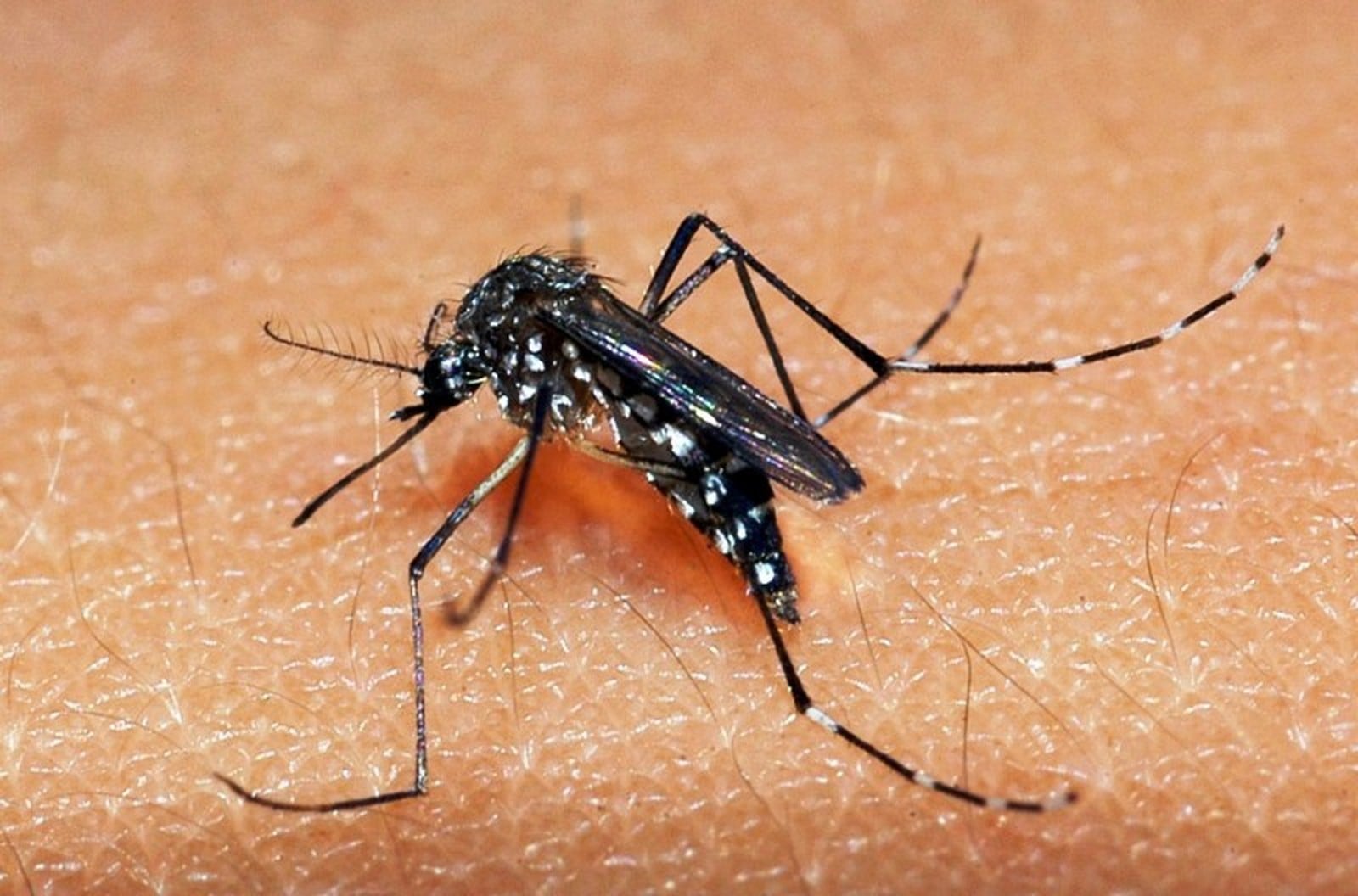 Dengue 1 - Pragas e Eventos