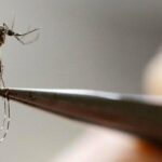 Examinando Aedes