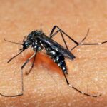 dengue 2 - Pragas e Eventos