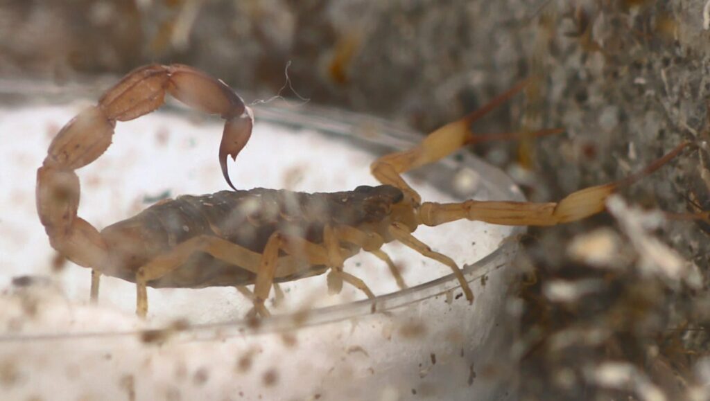 Aracnídeo, o escorpião é do mesmo grupo das aranhas. — Foto: Ricardo Custódio/EPTV