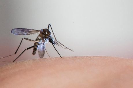mosquito aedes aegypti transmissor dos virus da dengue e zika 11022019161931407 - Pragas e Eventos