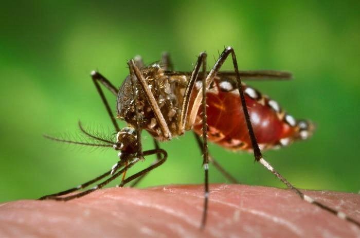 normal Aedes aegypti - Pragas e Eventos