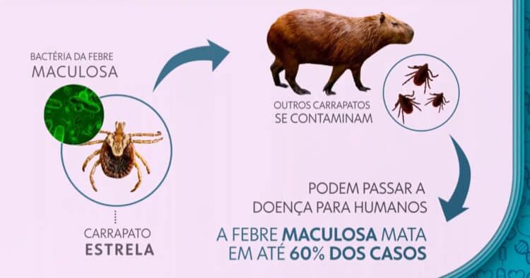 febre-maculosa