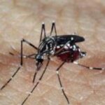 mosquito da dengue - Pragas e Eventos