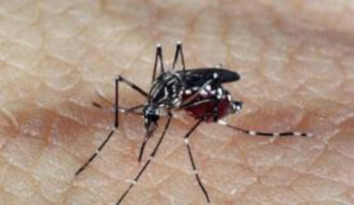 mosquito da dengue - Pragas e Eventos