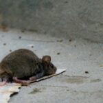 rato-morto