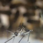 Aedes-Aegypti-nascendo