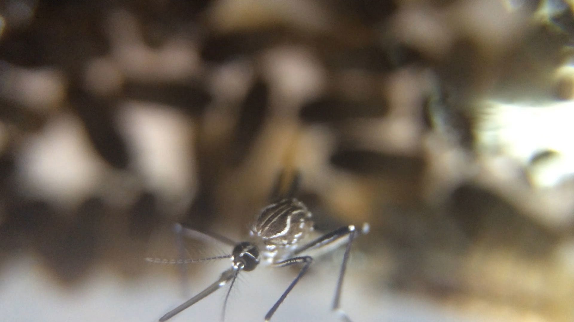 Aedes-Aegypti-nascendo