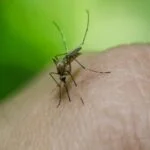 Série do Portal Pragas e Eventos que analisa o Plano Nacional de Combate ao Dengue (PNCD) – 03 Graves problemas na estratégia de controle do vetor