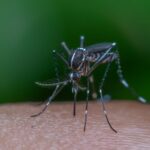 dengue zika chikungunha malaria mayaro - Pragas e Eventos