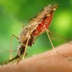 malaria agencia 00145999 0 - Pragas e Eventos