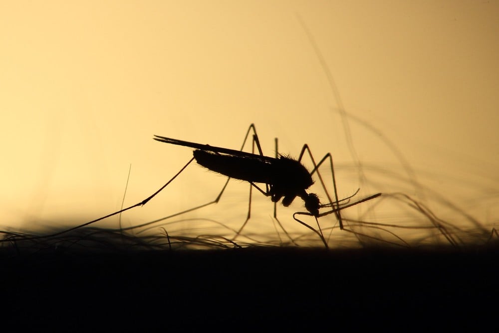 mosquito 3860900 1920 - Pragas e Eventos
