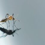 Série do Portal Pragas e Eventos que analisa o Plano Nacional de Combate ao Dengue (PNCD) – 02 Entenda as ações de controle do mosquito no país