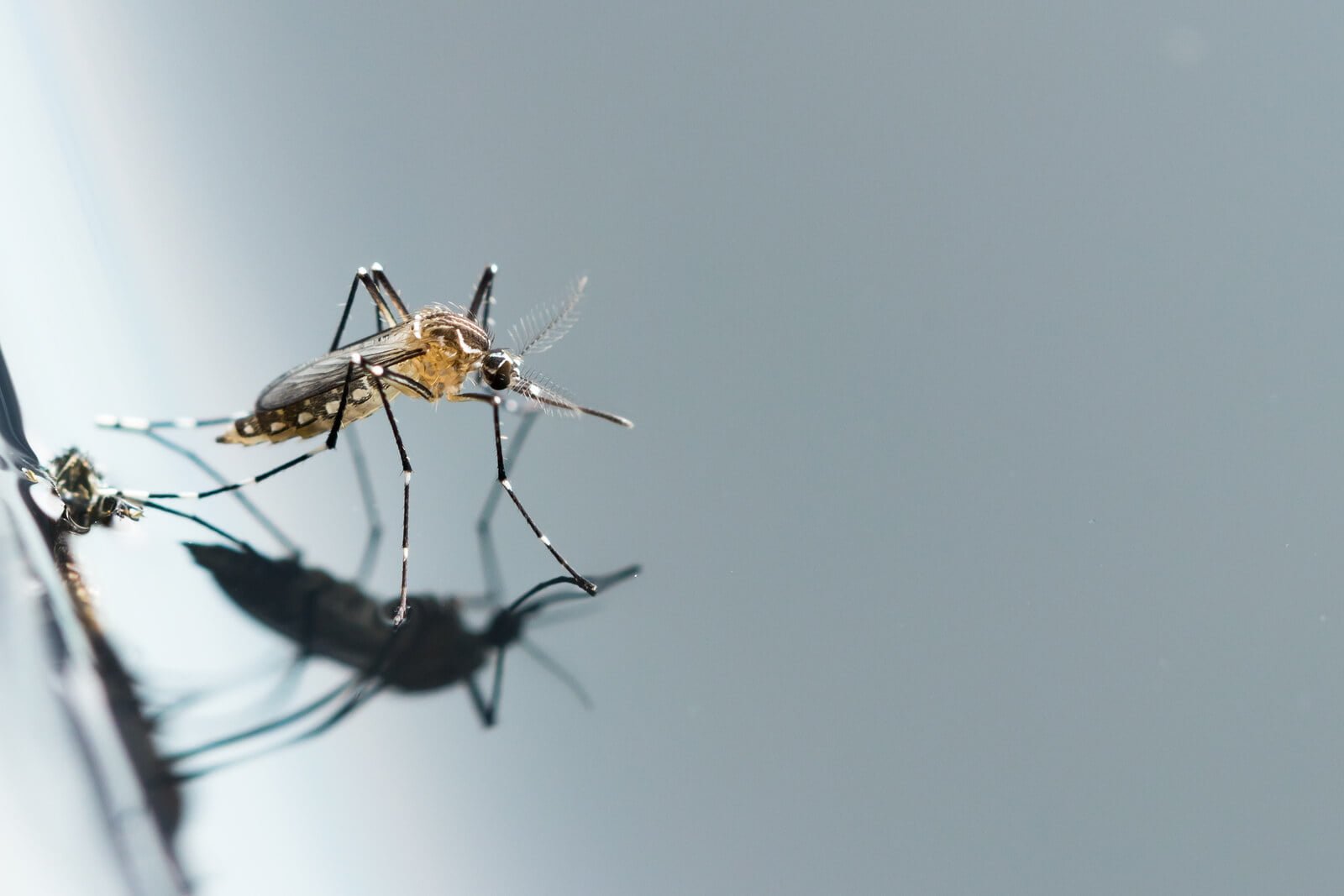 Série do Portal Pragas e Eventos que analisa o Plano Nacional de Combate ao Dengue (PNCD) – 02 Entenda as ações de controle do mosquito no país
