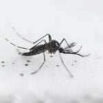 saude ciencia mosquito dengue aedes aegypti 20161027 02 - Pragas e Eventos