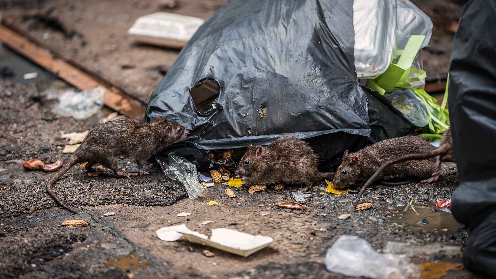 Aumento-população-de-ratos