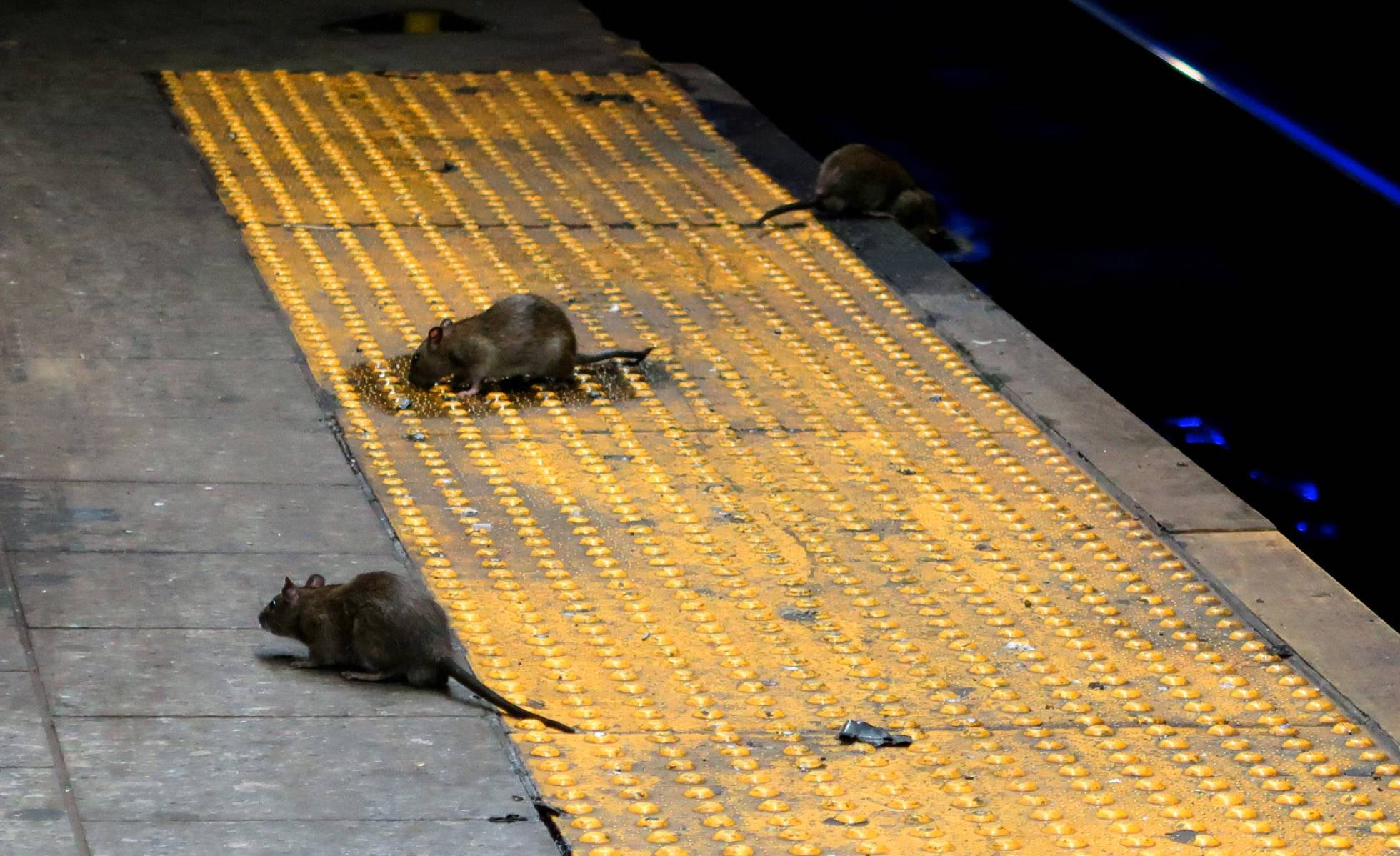 Rato gigante assusta moradores de cidade no Paraná