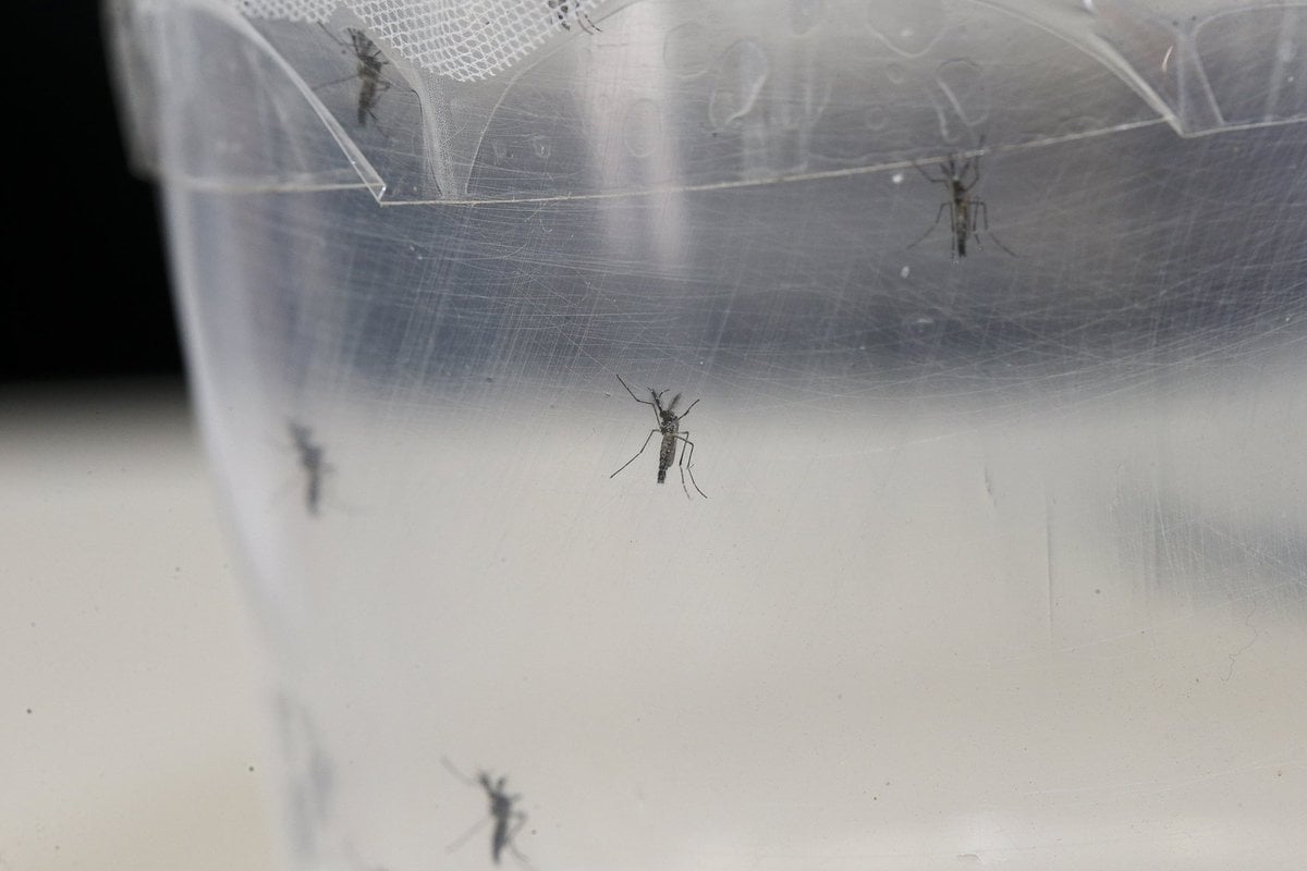 Aedes aegypti combate jacarezinho Foto Marcos SantosUSP Imagens - Pragas e Eventos