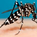 mosquito dengue - Pragas e Eventos