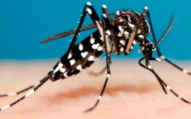 mosquito dengue - Pragas e Eventos