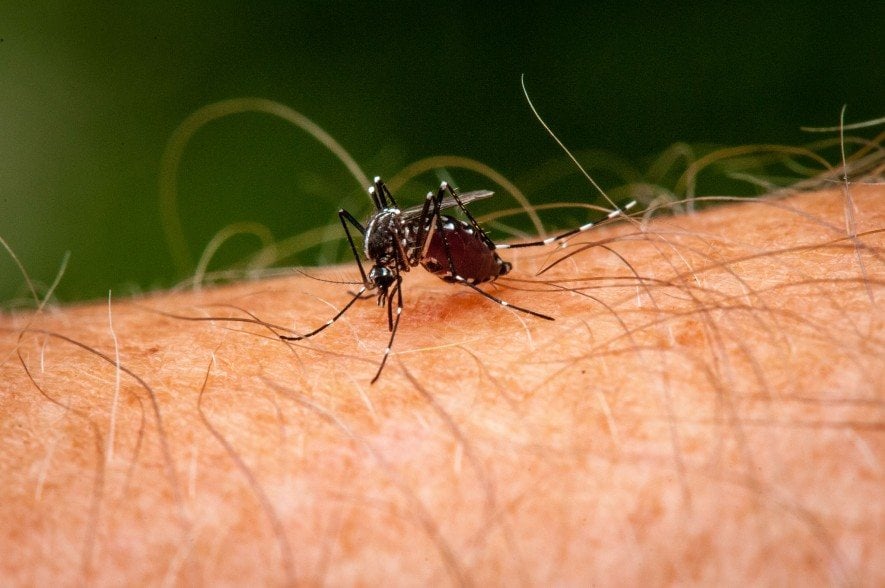 01 mosquito nationalgeographic 2287136 - Pragas e Eventos