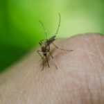 Dengue - Pragas e Eventos