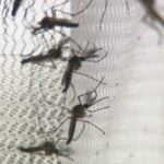 dengue4 - Pragas e Eventos