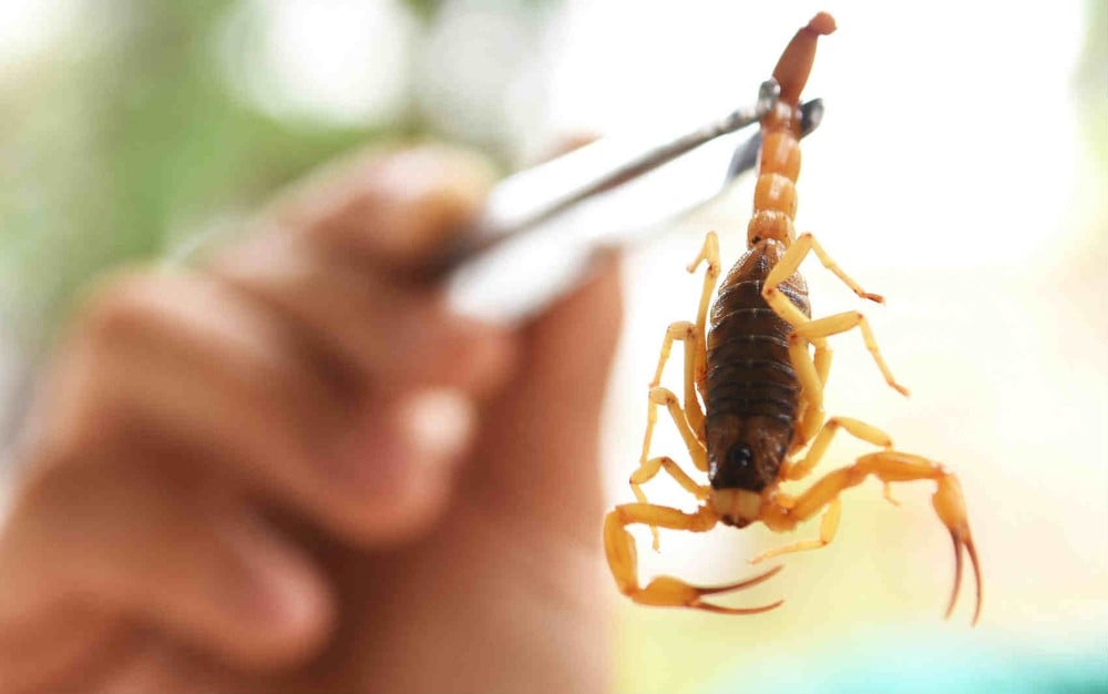 Homem segurando escorpião amarelo com uma pinça