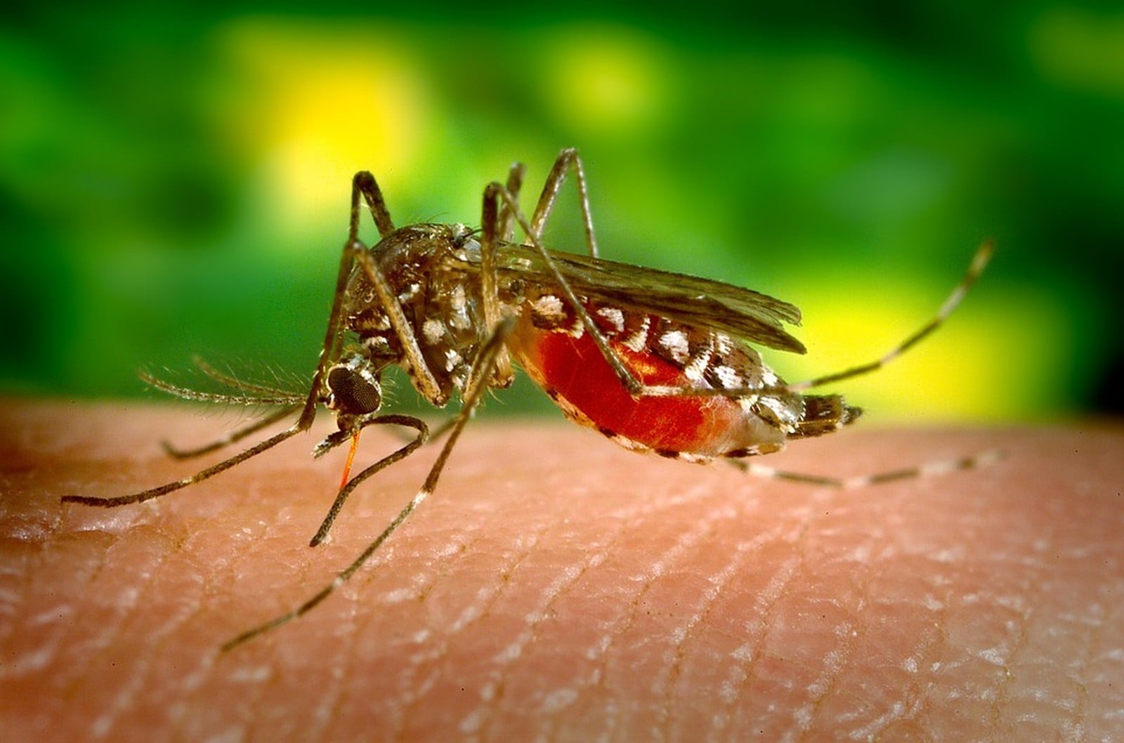 mosquito aedes aegypti - Pragas e Eventos