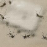 rsz dengue mortes aedes aegypti parana ciclo epidemiologico 2018 2019 foto marcos santos divulgacao usp imagens e1564522751309 - Pragas e Eventos