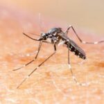 casos de dengue aumentam mesmo com dias mais frios alerta saude - Pragas e Eventos