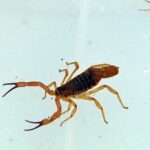escorpioes - Pragas e Eventos