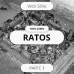 Web Serie : Tudo Sobre Ratos - Parte 1